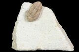 Detailed, Long Kainops Trilobite - Oklahoma #95683-5